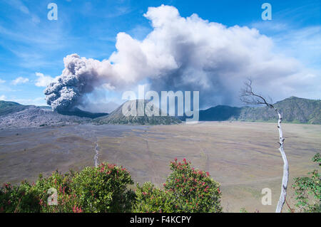 Una vista del Monte Bromo, East Java in Tengger Semeru National Park, Indonesia durante l'eruzione. Foto Stock