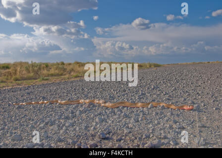 Western Coachwhip, (Coluber flagello testaceus), Nuovo Messico, Stati Uniti d'America. Foto Stock