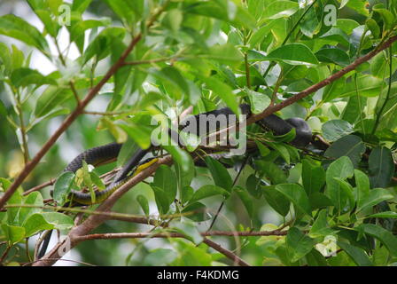 Tree snake presso il fiume Daintree a Port Douglas, Queensland, Australia Foto Stock