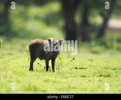 Forest piglet in erba verde Foto Stock