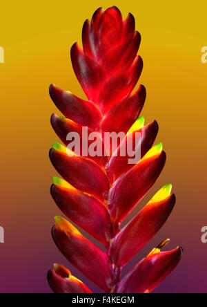 Un singolo bromeliad su sfondo arancione Foto Stock