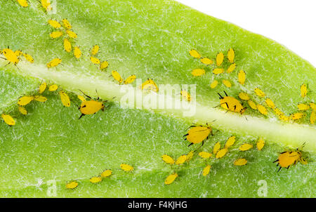 Afide Olender o Aphis Nerii, pesti sul gigante Milkweed indiano Foto Stock