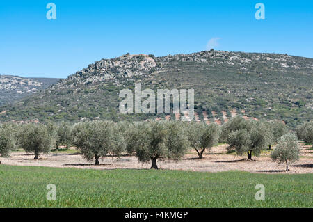 Oliveto al piede della montagna. Foto scattata in Ciudad Real Provincia, Spagna Foto Stock