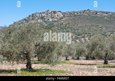 Oliveto al piede della montagna. Foto scattata in Ciudad Real Provincia, Spagna Foto Stock