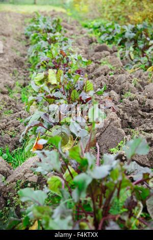 Giovani letto barbabietola cresce su suolo closeup Foto Stock