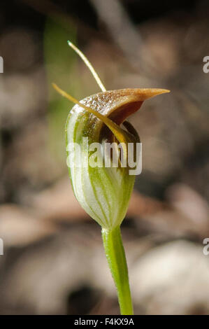 Pterostylis pedunculata, Maroonhood Orchid Foto Stock