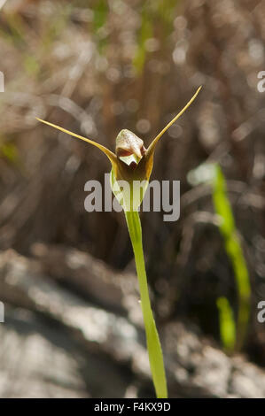 Pterostylis pedunculata, Maroonhood Orchid Foto Stock