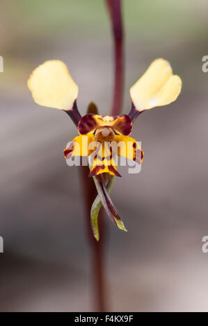 Diuris pardina Leopard Orchid Foto Stock