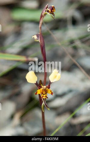 Diuris pardina Leopard Orchid Foto Stock