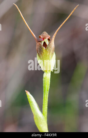 Pterostylis pedunculata, Maroonhood Orchid Foto Stock