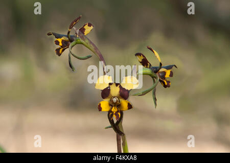 Diuris pardina Leopard Orchid Foto Stock