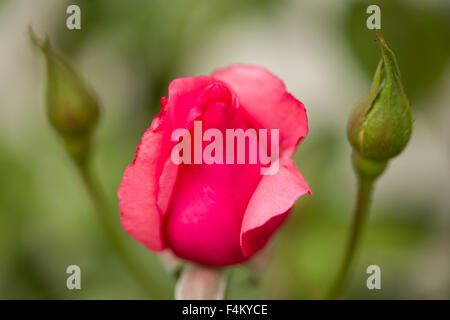 Belle le rose rosa in giardino, romatic amore sfondo, shallow focus Foto Stock