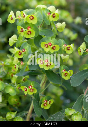 Euphorbia x martinii 'piccolo Tim' (euforbia) minuscoli fiori rossi Foto Stock