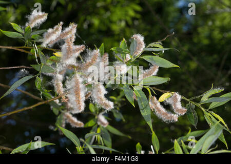 Il salice bianco, frutta, sementi, Silber-Weide, Silberweide, Weide, Früchte, Frucht, fruchtend, Samen, Salix alba Foto Stock