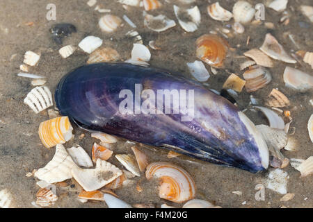 Bay cozze, cozza, comune Cozza blu, Gemeine Miesmuschel, Pfahlmuschel, Schale, Mytilus edulis Foto Stock