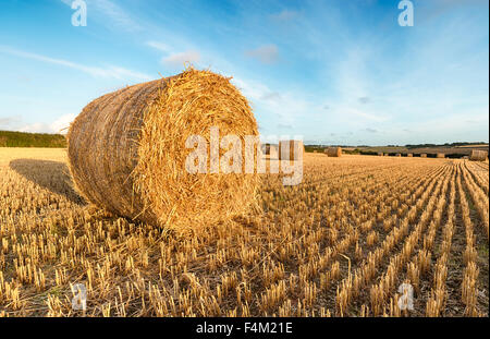 Balle di fieno al momento del raccolto in un campo vicino a Padstow in Cornovaglia Foto Stock