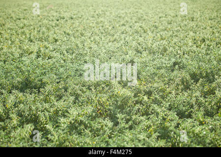 Piselli plantation retroilluminati da sole a Guadiana Prati, Badajoz, Estremadura, Spagna Foto Stock