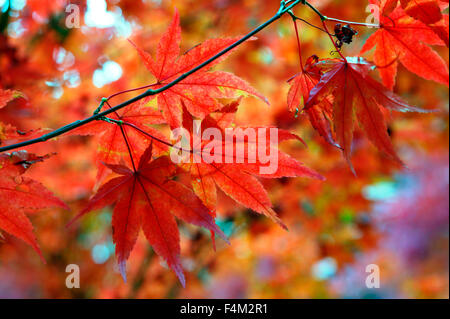 Acer palmatum Atropureum (acero giapponese viola) primo piano di foglie autunnali ottobre Gloucestershire UK Foto Stock