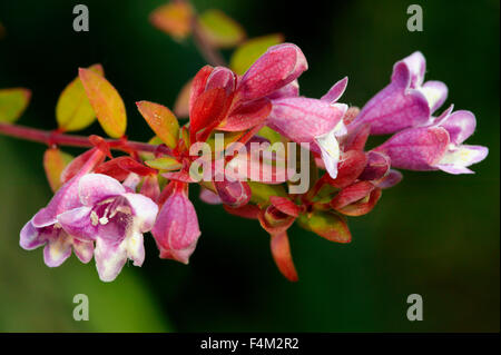 Abelia Schumannii. Close up di fiori. Ottobre. Gloucestershire REGNO UNITO. Foto Stock