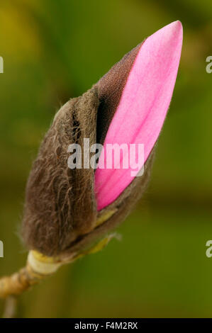 Magnolia 'Caerhays Belle". Close up di apertura bud. Marzo. Gloucestershire REGNO UNITO. Foto Stock