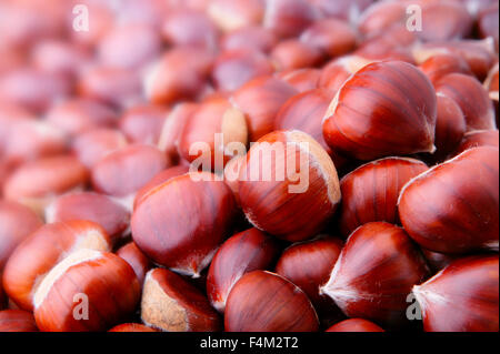 Castanea Sativa (nome comune castagno dolce) frutta secca raccolta in autunno, Gloucestershire UK Foto Stock