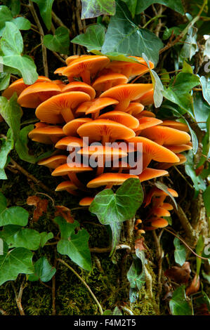 Flammulina Velutipes (Velvet Shank) Mid-shot di funghi che crescono sul tronco dell'albero dicembre Gloucestershire UK Foto Stock