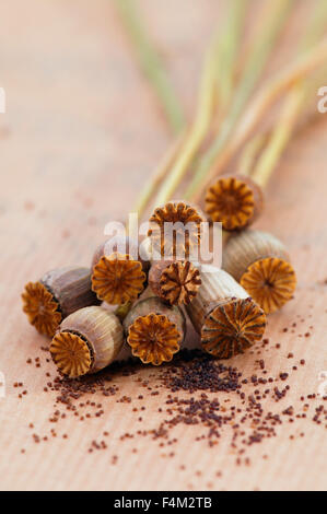 Teste secche di seme di Poppy di Shirley su carta marrone Foto Stock