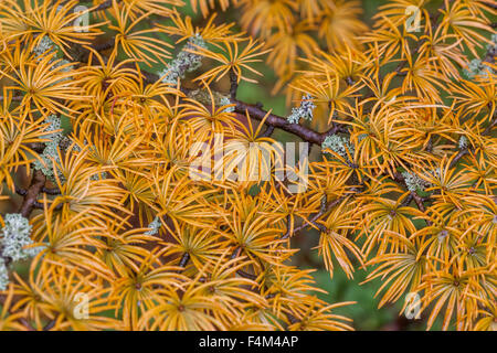 Larice dorato Pseudolarix amabilis aghi autunnali sul ramo Foto Stock