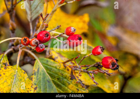 Sorbus aria sorbo montano comune, autunno bacche Foto Stock