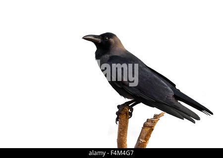 Casa crow specie Corvus splendens isolato in uno sfondo bianco Foto Stock