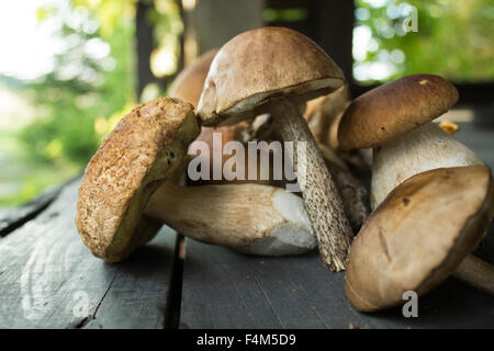 Appena raccolto i funghi commestibili su un tavolo Foto Stock