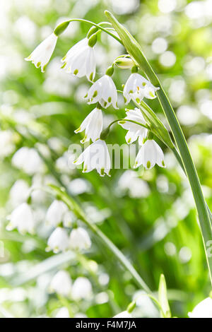 Tre monopolizzato l'aglio (Porro) ( Allium triquetrum ) le teste dei fiori in primavera, REGNO UNITO Foto Stock