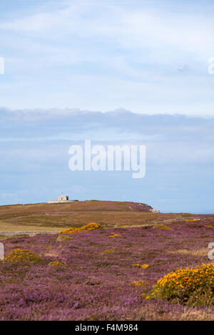 Erica e ginestre che conduce a Tibbetts precedentemente Admiralty Lookout post su Lundy Island, Devon, Inghilterra Regno Unito nel mese di agosto Foto Stock