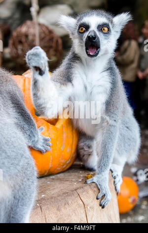 Lemuri ispezionare una zucca durante la festa di Halloween nel giardino zoologico di Dvur Kralove nad Labem, Repubblica Ceca, Martedì, Ottobre 20, 2015. Il partito è una parte della preparazione per la "Settimana di Spirtis' tenere premuto dal 24 Ottobre fino al 9 novembre 1 nel giardino zoologico. (CTK foto/David Tanecek) Foto Stock