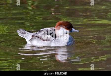 Anatra Smew femmina (mergellus albellus) Foto Stock