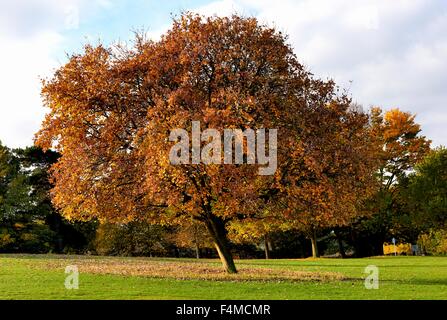 Un autunno di albero in Wollaton park Nottingham England Regno Unito Foto Stock