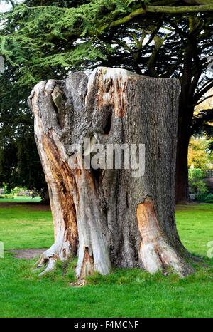 Un grande marciume ceppo di albero in Wollaton park Nottingham England Regno Unito Foto Stock