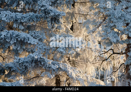 Paesaggi invernali vicino alla città di Ruse nel nord della Bulgaria Foto Stock