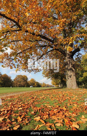 Bushy Park, Londra SW. Xx Ottobre 2015. Un pomeriggio di sole splendente nel sud-est dell' Inghilterra con temperature che raggiungono un caldo 17 gradi. Su Chestnut Avenue a Bushy Park le foglie sono un bagliore dorato dell'autunno. Credito: Julia Gavin UK/Alamy Live News Foto Stock