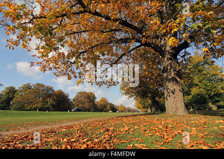 Bushy Park, Londra SW. Xx Ottobre 2015. Un pomeriggio di sole splendente nel sud-est dell' Inghilterra con temperature che raggiungono un caldo 17 gradi. Su Chestnut Avenue a Bushy Park le foglie sono un bagliore dorato dell'autunno. Credito: Julia Gavin UK/Alamy Live News Foto Stock