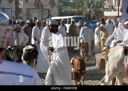 Omani uomo conduce la sua mucca a Nizwa giovedì giorno di mercato. Nizwah è famosa per la sua vivace souq e mercato del bestiame. Foto Stock