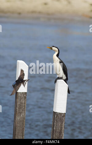 Poco Pied cormorano (Microcarbo melanoleucos) seduto su un palo a Lago di re in Lakes Entrance, Victoria, Australia. Foto Stock