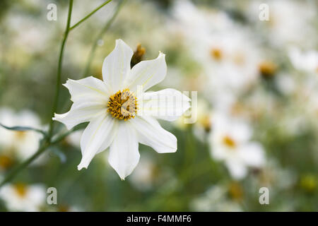 Bidens Heterophylla fiori nel giardino. Tickseed fiore. Foto Stock