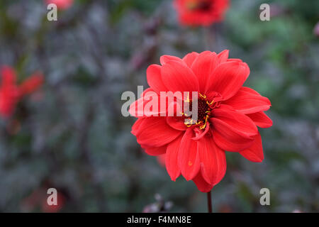 Dahlia 'Vescovo di Llandaff'. Foto Stock