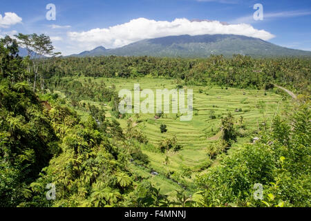 Una vista di risaie a Padang Bai, Bali, Indonesia Foto Stock