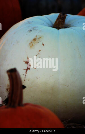zucche Foto Stock