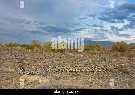 Deserto Massasauga, (Sistrurus tergeminus edwardsii), Valencia county, Nuovo Messico, Stati Uniti d'America. Foto Stock