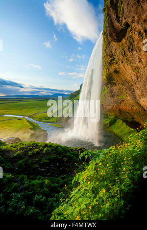 Renoncules accanto a 60m-alta cascata Seljalandsfoss, Sudhurland, Islanda. Foto Stock