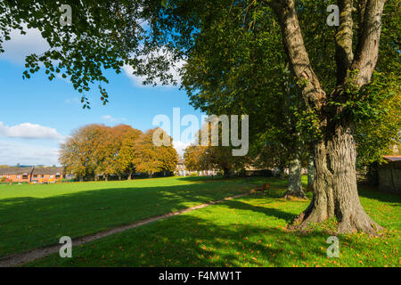 Dorchester Dorset, Regno Unito. Xx Ottobre 2015. Colori autunnali sugli alberi a Salisbury Campo nel Dorchester Dorset, durante una gloriosa giornata d'autunno. Credito Foto: Graham Hunt/Alamy Live News Foto Stock