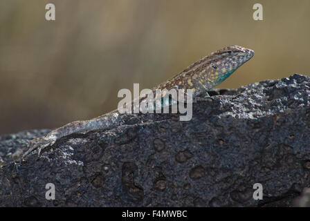 Maschio lato orientale-spotted Lizard, (Uta stansburiana stejnegeri). I vulcani giorno utilizzare Area, Petroglyph National Monument, nuovo MEX Foto Stock